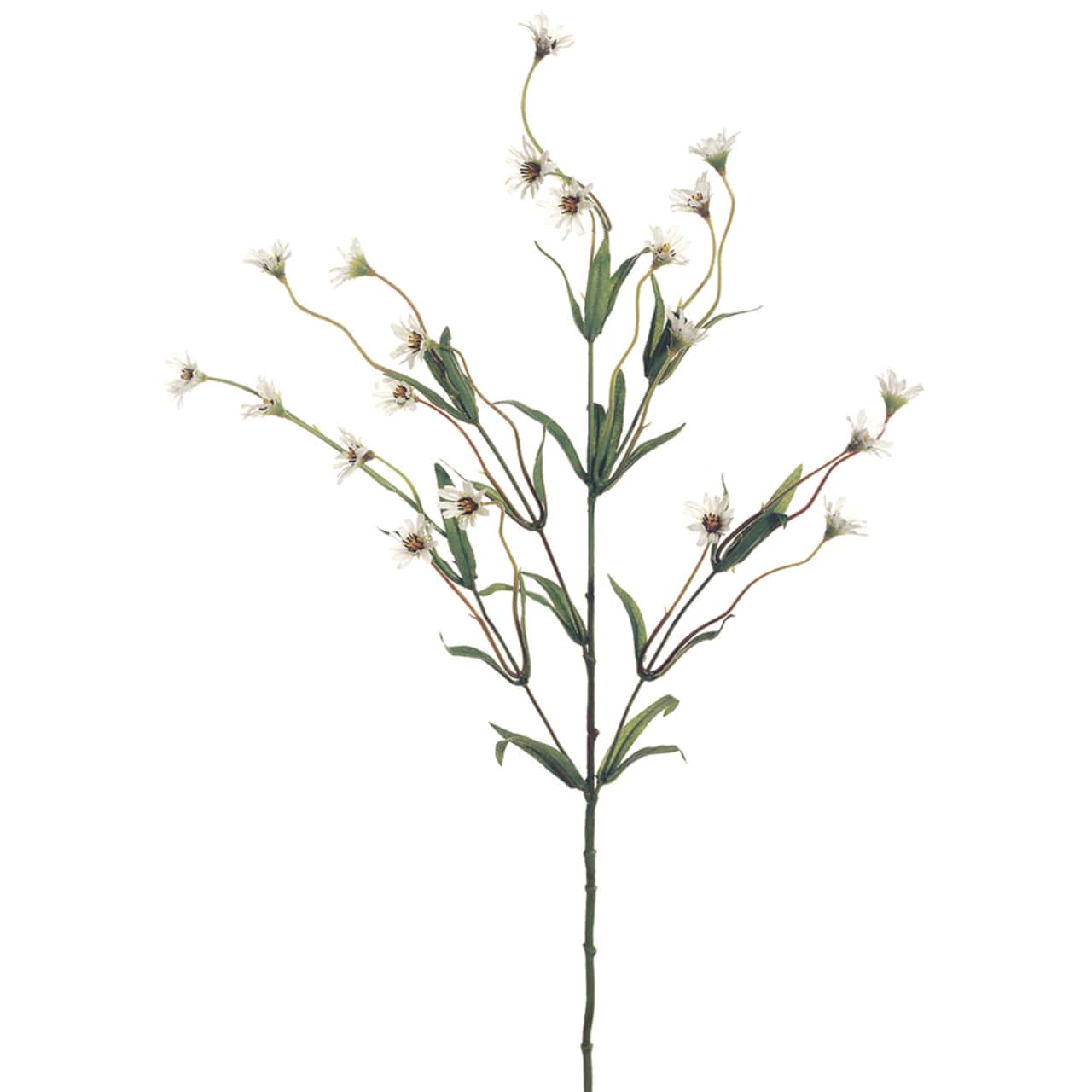 Cream Wild Daisy Spray by Ashland®